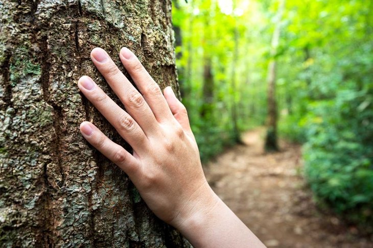 Human hand placed on the tree\'s trunk with background of dirt route into the forest. Adventure travel or loss in the jungle concept photo.