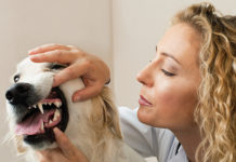 Make Sense of Doggy Dental Care
