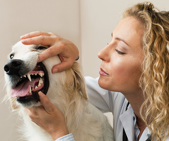 Make Sense of Doggy Dental Care - 14842