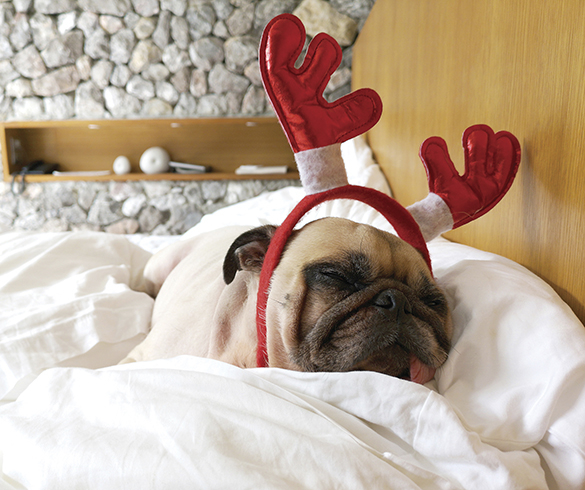 Create a Pet-Friendly Home This Holiday Season - 15543