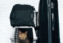 Emergency Preparedness Tips to Help Ensure Pet Safety