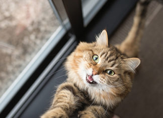 4 Ways to Help Transition Pets to Post-Quarantine Routines