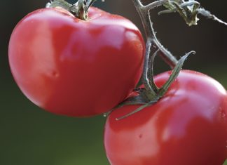 Gardening With Charlie – How to Grow a Tomato