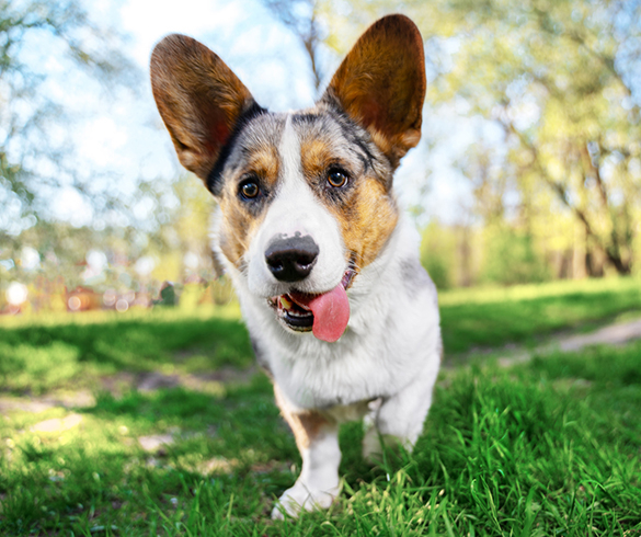 4 Qualities of a Pet-Friendly City - 14840